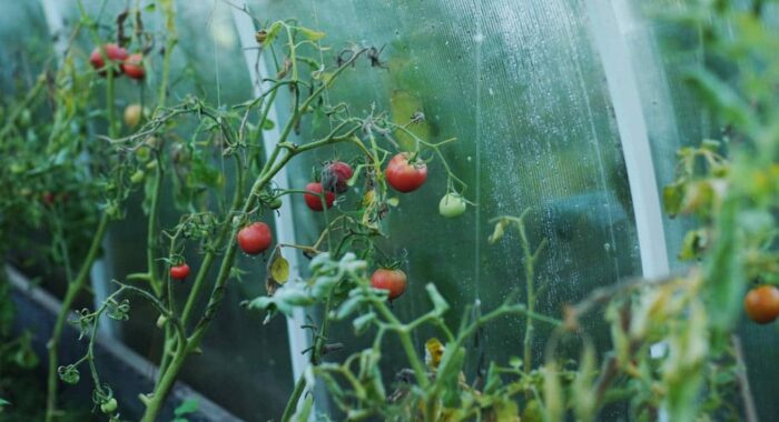 Greenhouse