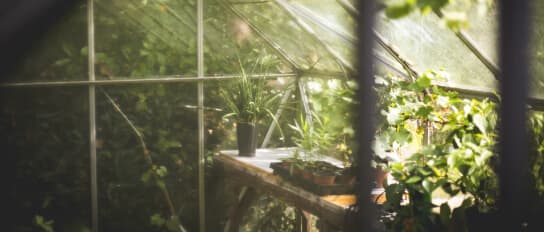Greenhouse With Plants