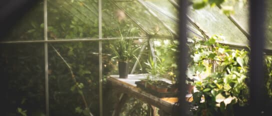 greenhouse-with-plants